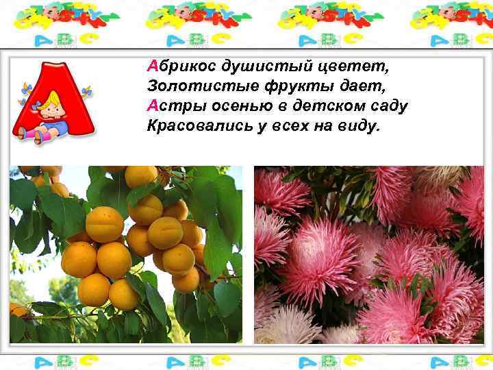 Абрикос душистый цветет, Золотистые фрукты дает, Астры осенью в детском саду Красовались у всех
