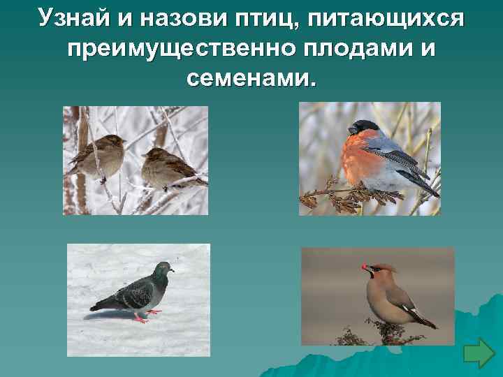 Узнай и назови птиц, питающихся преимущественно плодами и семенами. 