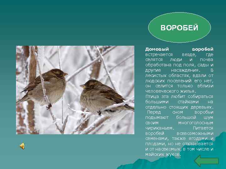 ВОРОБЕЙ Домовый воробей встречается везде, где селятся люди и почва обработана под поля, сады