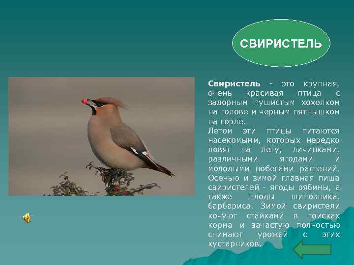 СВИРИСТЕЛЬ Свиристель - это крупная, очень красивая птица с задорным пушистым хохолком на голове