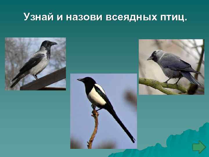 Узнай и назови всеядных птиц. 