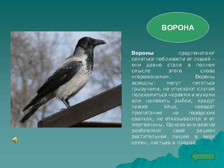 ВОРОНА Вороны предпочитают селиться поблизости от людей – они давно стали в полном смысле