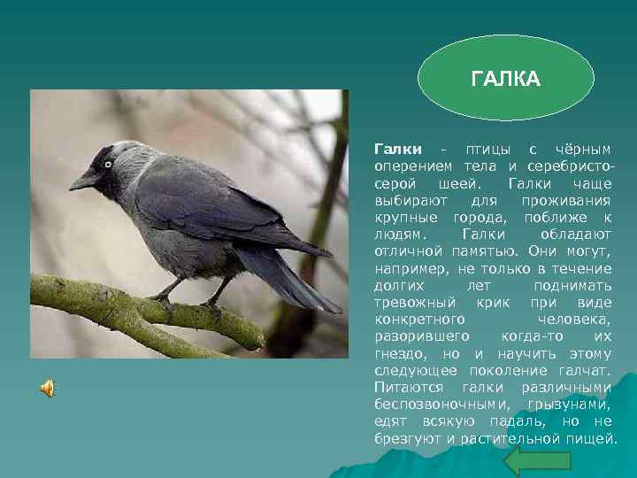 ГАЛКА Галки - птицы с чёрным оперением тела и серебристосерой шеей. Галки чаще выбирают
