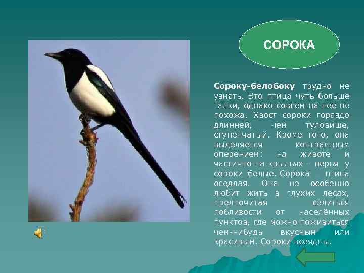 СОРОКА Сороку-белобоку трудно не узнать. Это птица чуть больше галки, однако совсем на нее