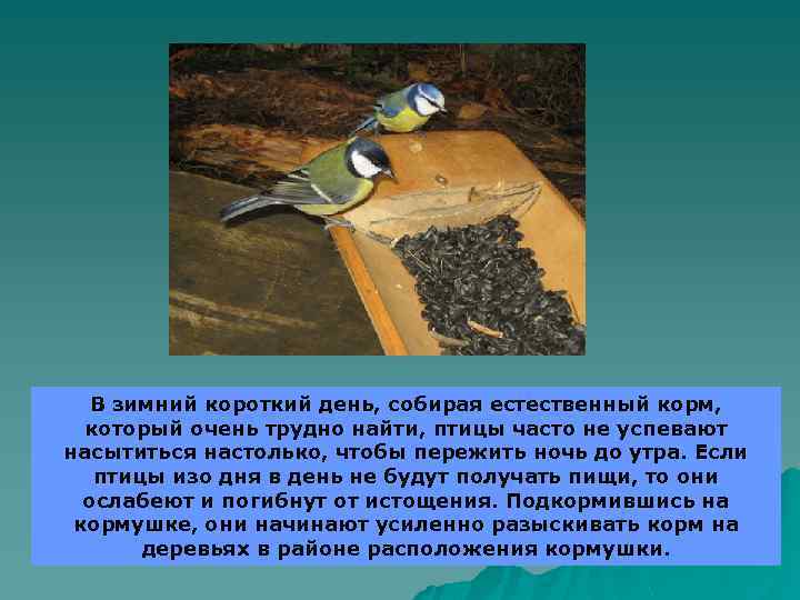 В зимний короткий день, собирая естественный корм, который очень трудно найти, птицы часто не