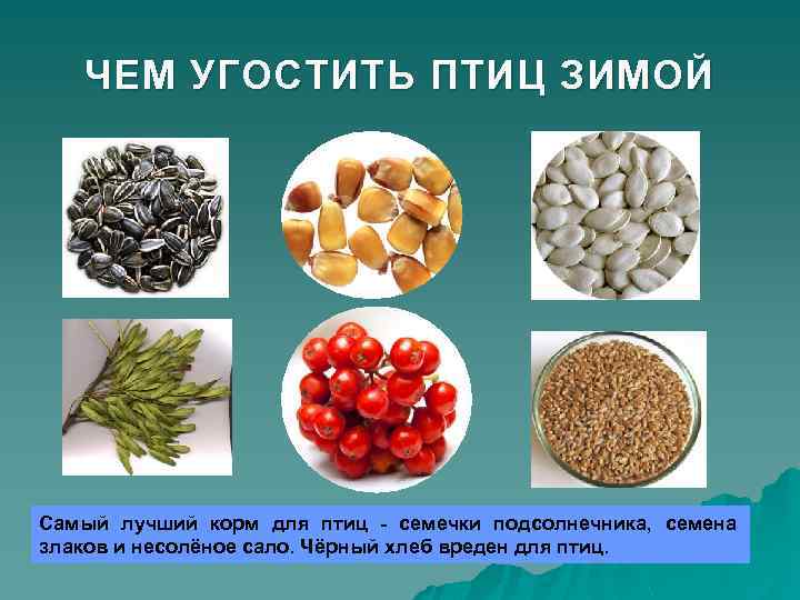 ЧЕМ УГОСТИТЬ ПТИЦ ЗИМОЙ Самый лучший корм для птиц - семечки подсолнечника, семена злаков