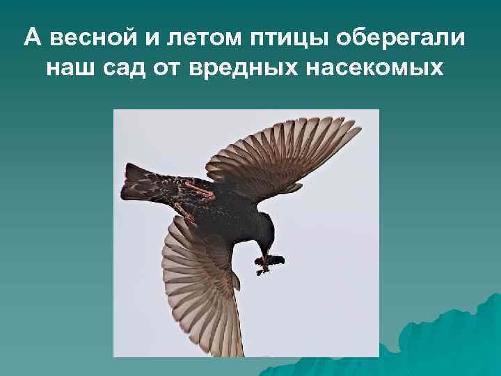 А весной и летом птицы оберегали наш сад от вредных насекомых 