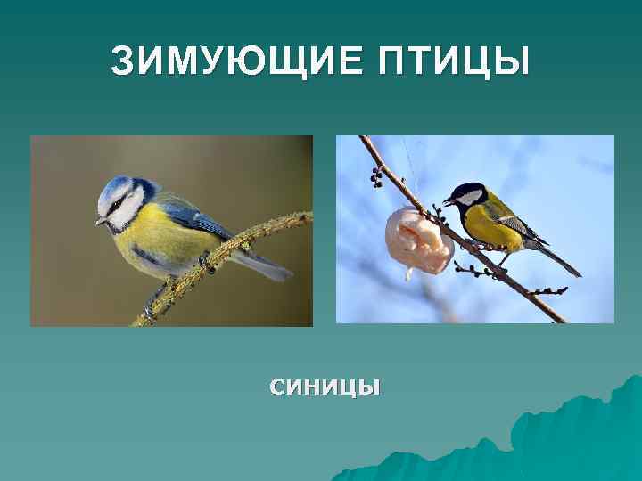 ЗИМУЮЩИЕ ПТИЦЫ СИНИЦЫ 