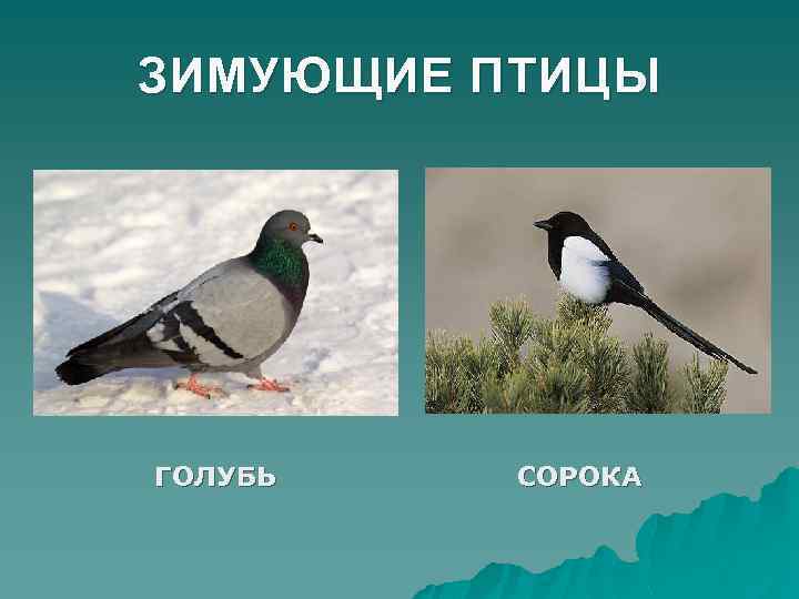ЗИМУЮЩИЕ ПТИЦЫ ГОЛУБЬ СОРОКА 