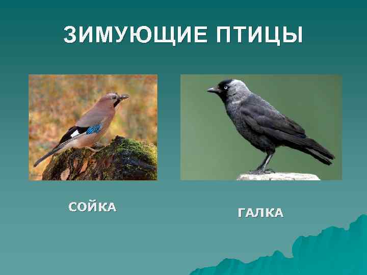 ЗИМУЮЩИЕ ПТИЦЫ СОЙКА ГАЛКА 