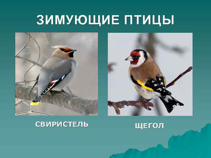ЗИМУЮЩИЕ ПТИЦЫ СВИРИСТЕЛЬ ЩЕГОЛ 