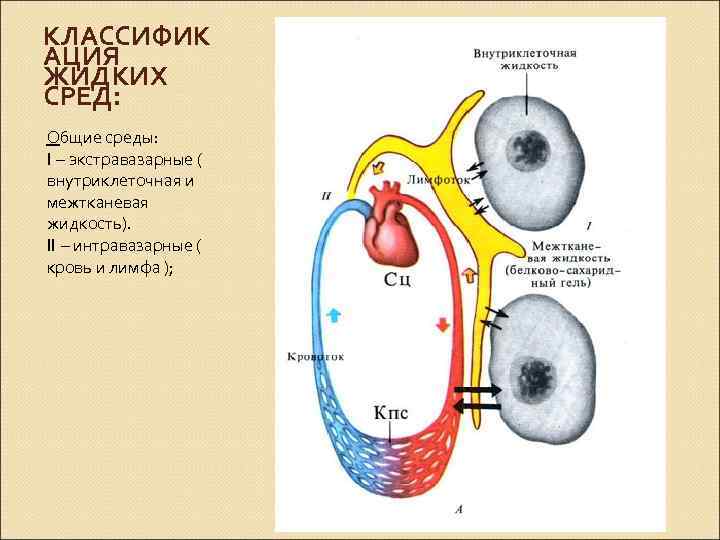 КЛАССИФИК АЦИЯ ЖИДКИХ СРЕД: Общие среды: I – экстравазарные ( внутриклеточная и межтканевая жидкость).