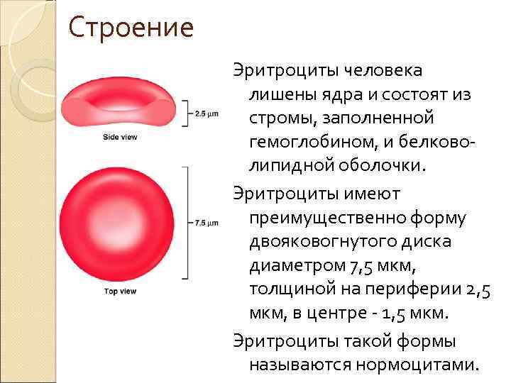 Строение Эритроциты человека лишены ядра и состоят из стромы, заполненной гемоглобином, и белково липидной