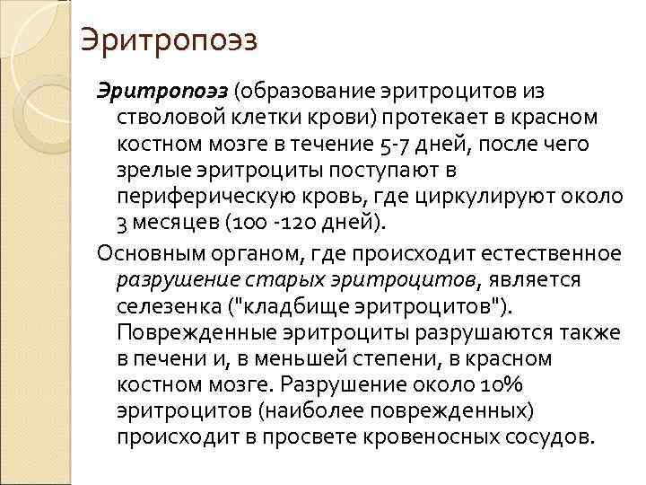 Эритропоэз (образование эритроцитов из стволовой клетки крови) протекает в красном костном мозге в течение