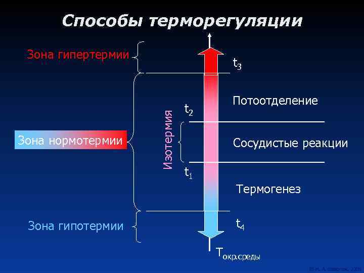 Способы терморегуляции Зона гипертермии Изотермия Зона нормотермии t 3 t 2 Потоотделение Сосудистые реакции