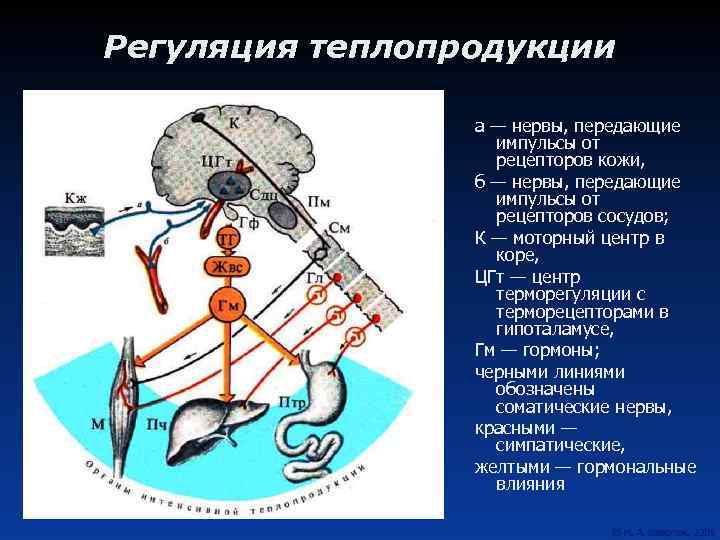 Регуляция теплопродукции а — нервы, передающие импульсы от рецепторов кожи, б — нервы, передающие