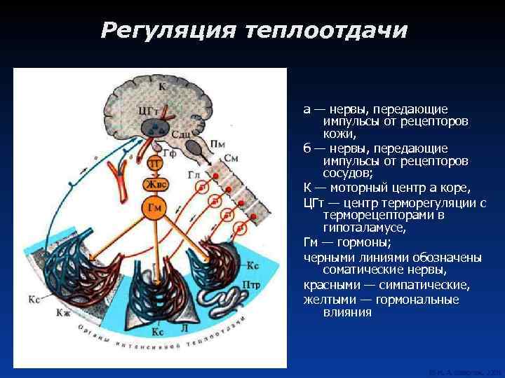 Регуляция теплоотдачи а — нервы, передающие импульсы от рецепторов кожи, б — нервы, передающие