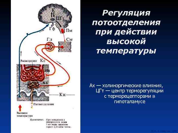 Регуляция потоотделения при действии высокой температуры Ах — холинэргические влияния, ЦГт — центр терморегуляции