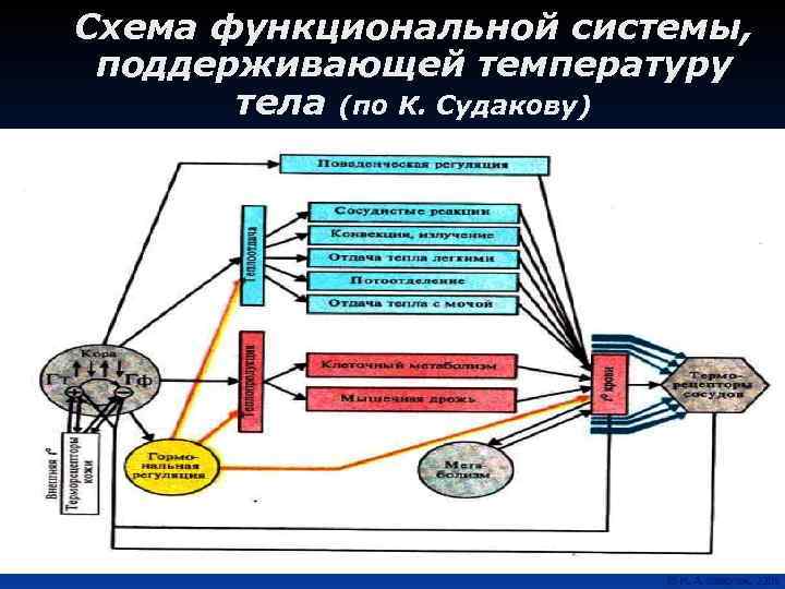 Схема функциональной системы, поддерживающей температуру тела (по К. Судакову) 