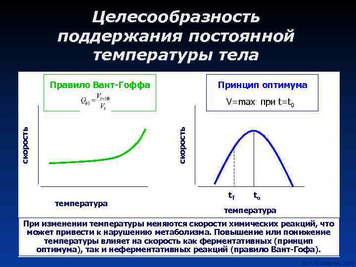 Целесообразность поддержания постоянной температуры тела Правило Вант-Гоффа Принцип оптимума скорость V=max при t=t 0