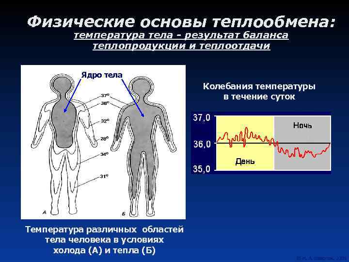 Физические основы теплообмена: температура тела - результат баланса теплопродукции и теплоотдачи Ядро тела Колебания