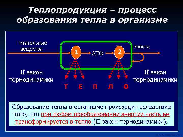 Теплопродукция – процесс образования тепла в организме Питательные вещества II закон термодинамики 1 Т