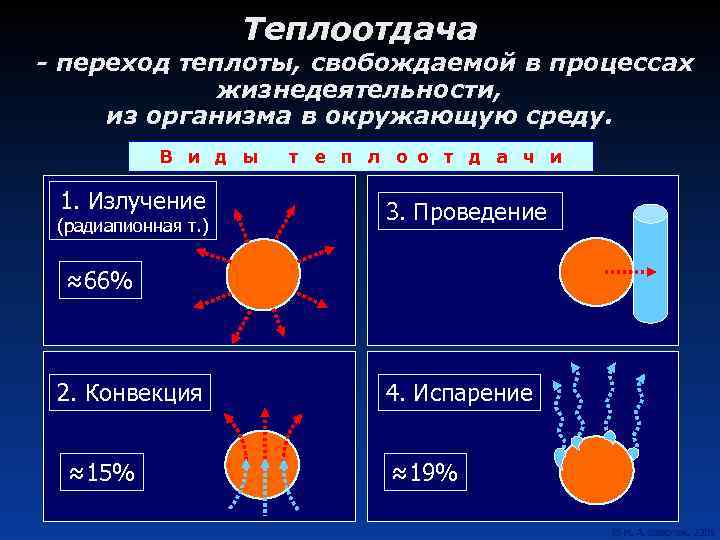 Теплоотдача - переход теплоты, свобождаемой в процессах жизнедеятельности, из организма в окружающую среду. В