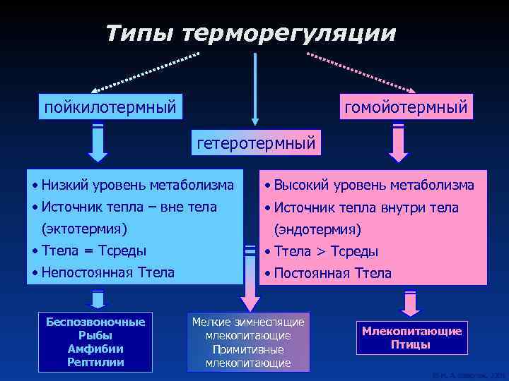 Типы терморегуляции пойкилотермный гомойотермный гетеротермный • Низкий уровень метаболизма • Высокий уровень метаболизма •