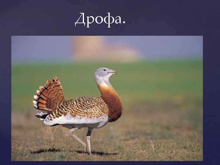  Дрофа. 