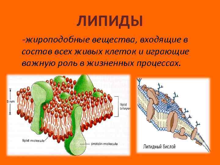 Вещества живых клеток