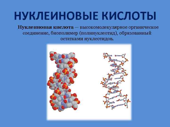 Биополимеры нуклеиновые кислоты. Биологические полимеры нуклеиновые кислоты. Биополимеры полисахариды белки. Органические вещества нуклеиновые кислоты.
