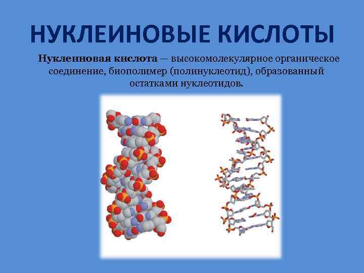 Назовите химическую связь обозначенную на рисунке голубым фоном для каких биополимеров характерны