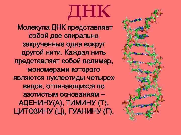ДНК Молекула ДНК представляет собой две спирально закрученные одна вокруг другой нити. Каждая нить