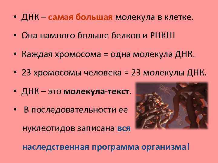  • ДНК – самая большая молекула в клетке. • Она намного больше белков