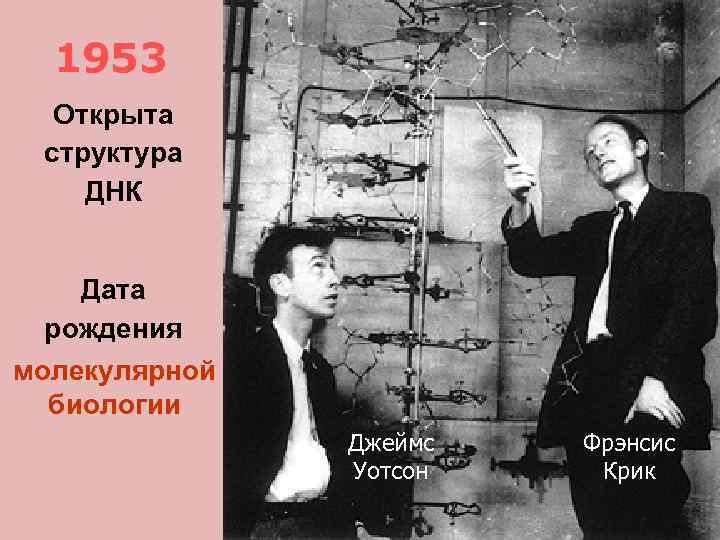 1953 Открыта структура ДНК Дата рождения молекулярной биологии Джеймс Уотсон Фрэнсис Крик 