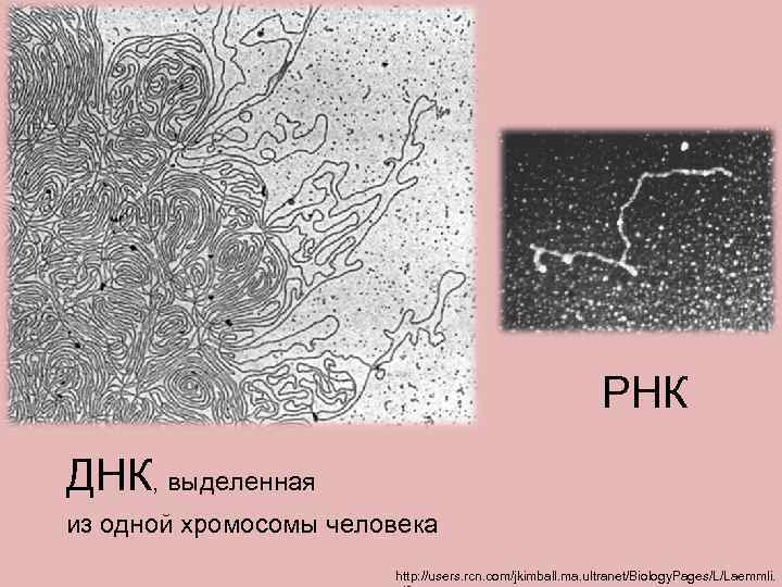 РНК ДНК, выделенная из одной хромосомы человека http: //users. rcn. com/jkimball. ma. ultranet/Biology. Pages/L/Laemmli.
