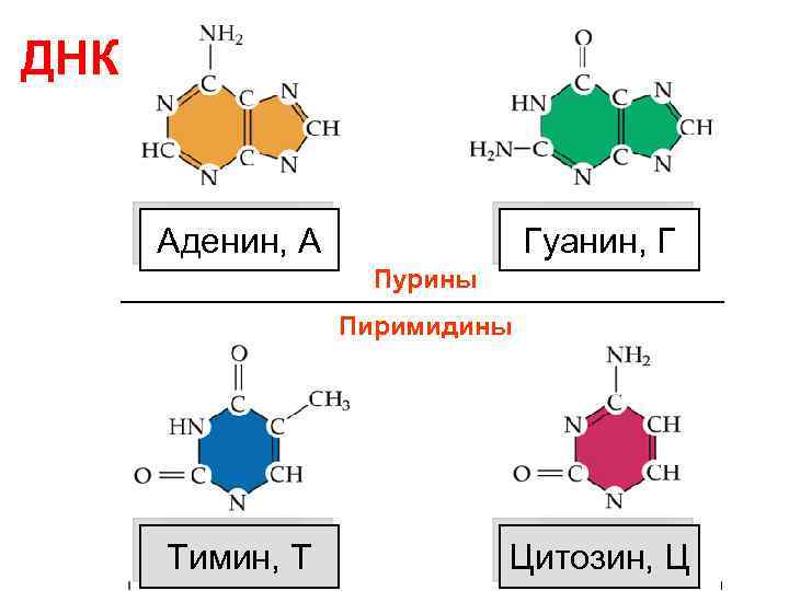 ДНК Аденин, А Гуанин, Г Пурины Пиримидины Тимин, Т Цитозин, Ц 