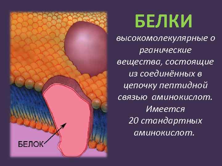 БЕЛКИ высокомолекулярные о рганические вещества, состоящие из соединённых в цепочку пептидной связью аминокислот. Имеется
