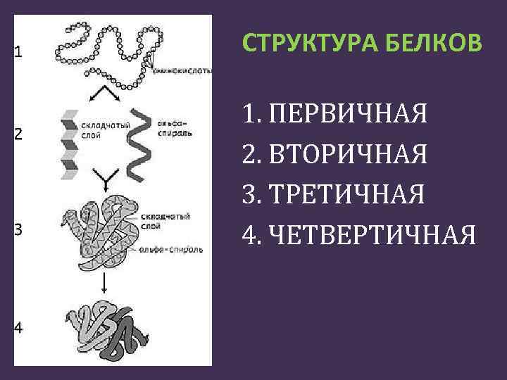 Третичная структура белка схема