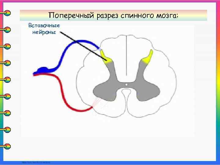 Поперечный разрез спинного мозга: Вставочные нейроны 