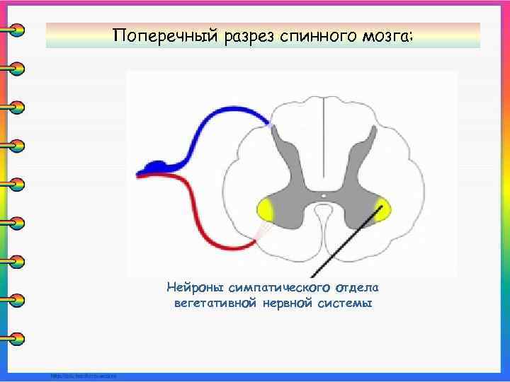 Поперечный разрез спинного мозга: Нейроны симпатического отдела вегетативной нервной системы 