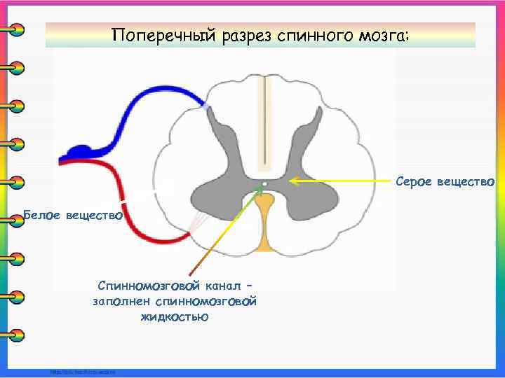 Поперечный разрез спинного мозга: Серое вещество Белое вещество Спинномозговой канал – заполнен спинномозговой жидкостью