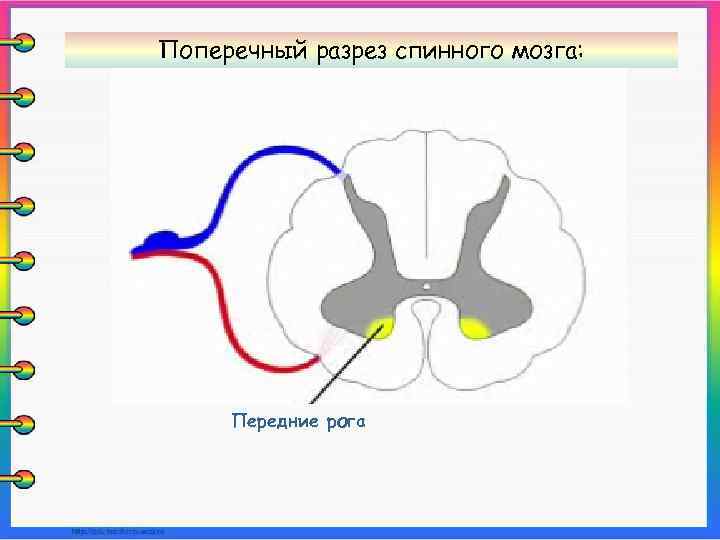 Поперечный разрез спинного мозга: Передние рога 