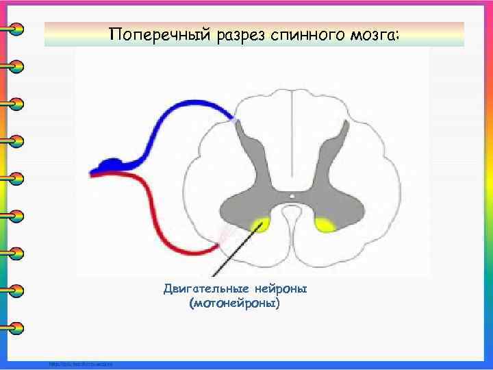 Поперечный разрез спинного мозга: Двигательные нейроны (мотонейроны) 