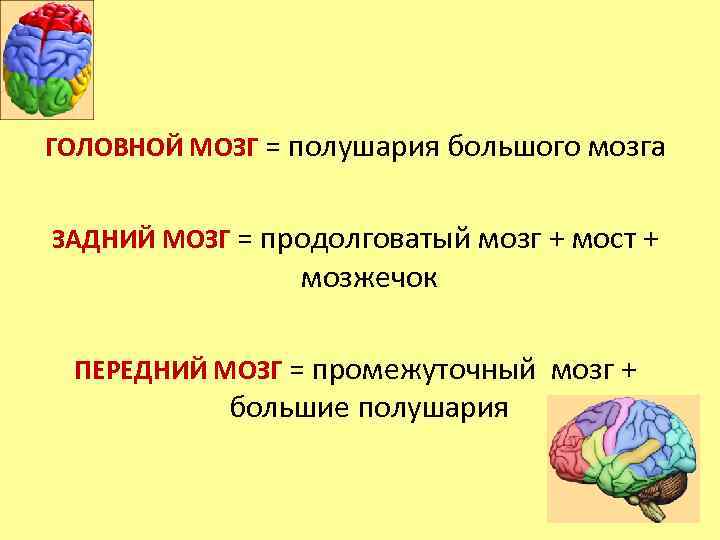 ГОЛОВНОЙ МОЗГ = полушария большого мозга ЗАДНИЙ МОЗГ = продолговатый мозг + мост +