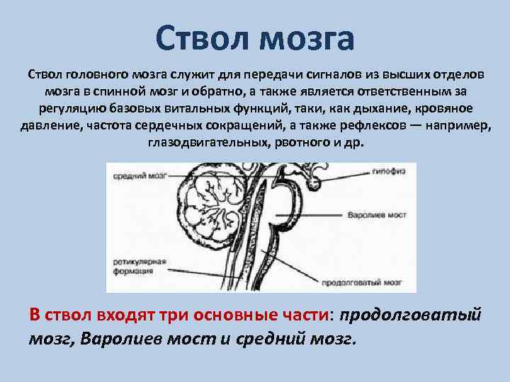 Отдел ствола головного мозга выполняемая функция. Отделы ствола мозга. Ствол головного мозга. Схема внутреннего строения отделов ствола головного мозга. Ствол мозга и спинной мозг.