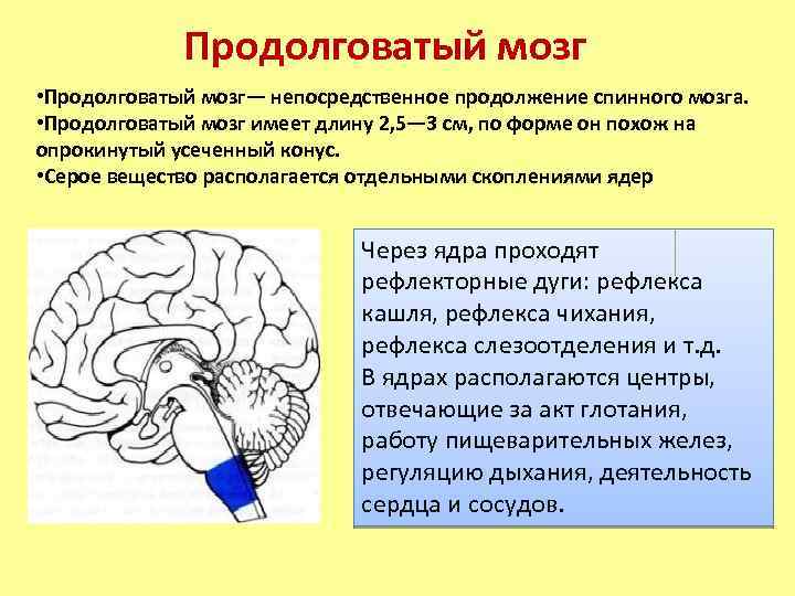 Нарушения продолговатого мозга. Функции продолговатого мозга головного мозга. Головной мозг продолговатый мозг. Строение серого и белого вещества продолговатого мозга. Серое вещество продолговатого мозга.