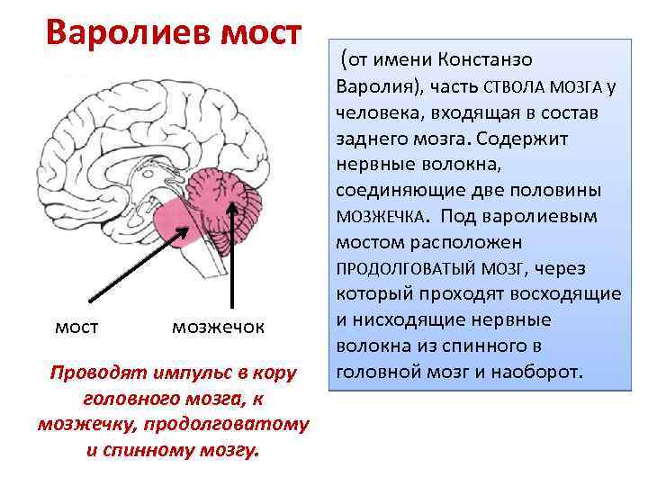 Мозжечок отвечает за