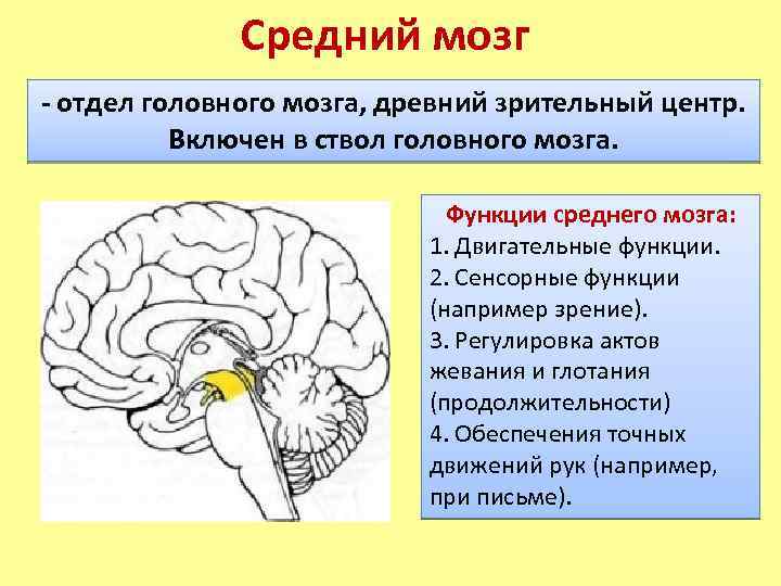 Какие отделы мозга входят в состав ствола