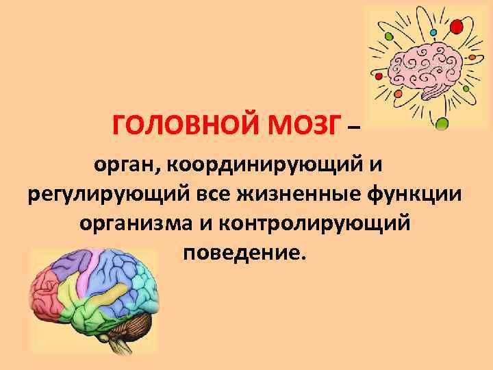 Презентация строение и функции головного мозга 8 класс презентация